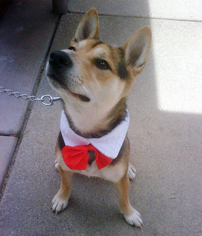 show & tell: Scott: A dog wearing a bow tie