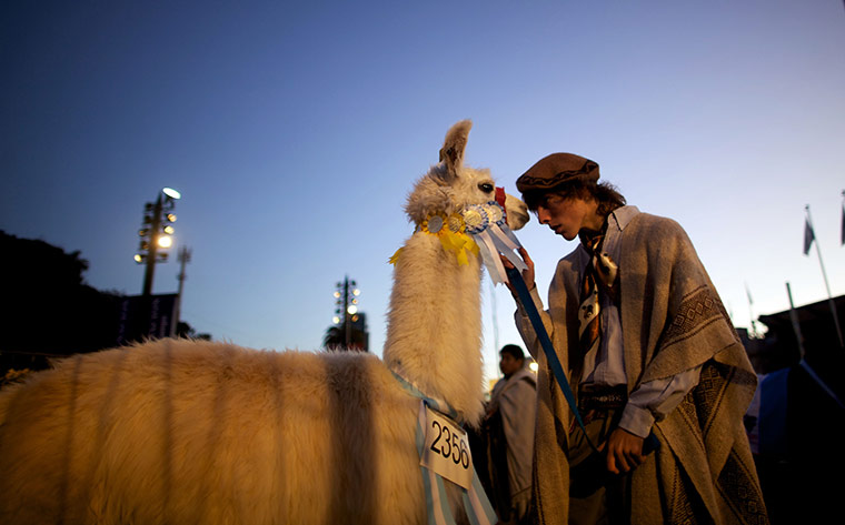 24 hours: Buenos Aires, Argentina: A man stands with his llama