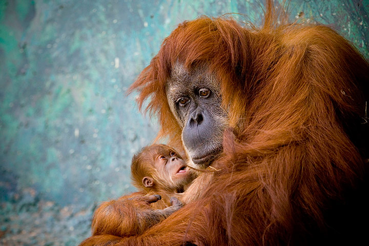 24 hours: Sumatran Orangutan holds her newborn baby, Ramat Gan Safari park, Tel Aviv