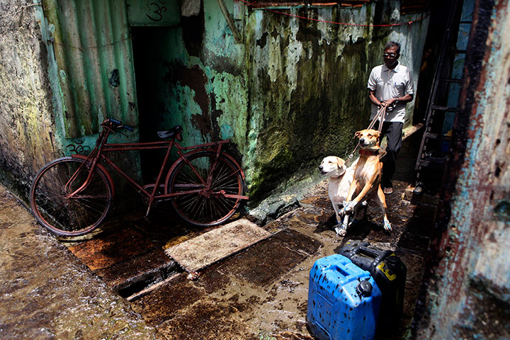 24 hours: A man walks with his dogs on oil stained lane in Mumbai