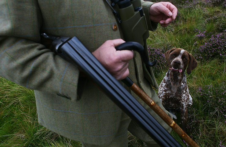 Grouse shooting : A Gamekeeper Makes His Final Preparations Ahead Of The Glorious Twelth