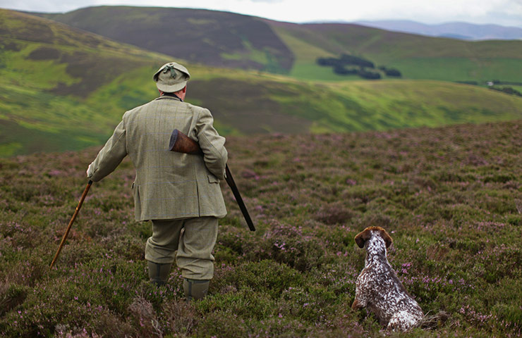 Grouse shooting : A Gamekeeper Makes His Final Preparations Ahead Of The Glorious Twelth