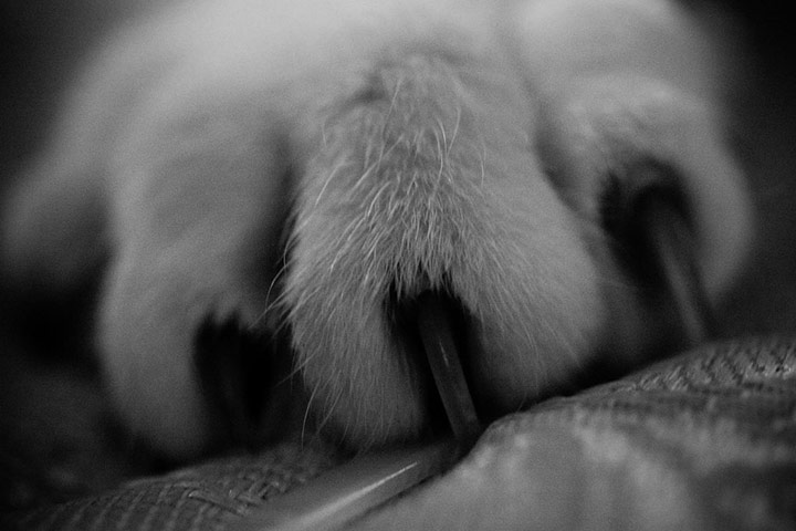 Guardian Camera Club: Jameseubell participates in the pet photography monthly assignment