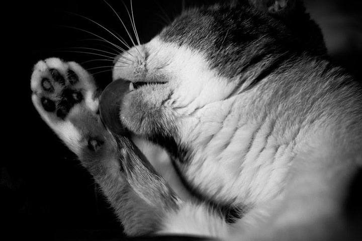 Guardian Camera Club: Jameseubell participates in the pet photography monthly assignment