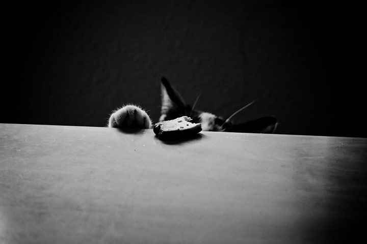 Guardian Camera Club: Jameseubell participates in the pet photography monthly assignment