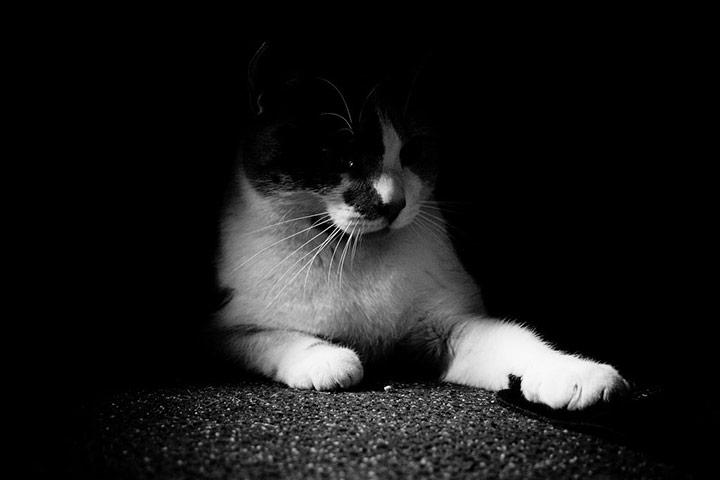 Guardian Camera Club: Jameseubell participates in the pet photography monthly assignment