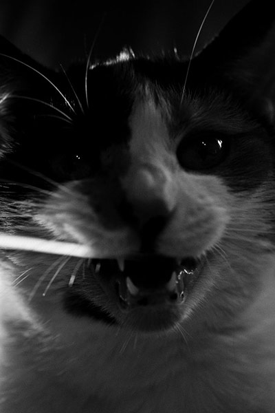 Guardian Camera Club: Jameseubell participates in the pet photography monthly assignment