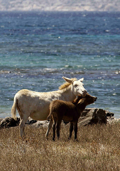 Week in wildlife: A white donkey is seen in the national park of Asinara island