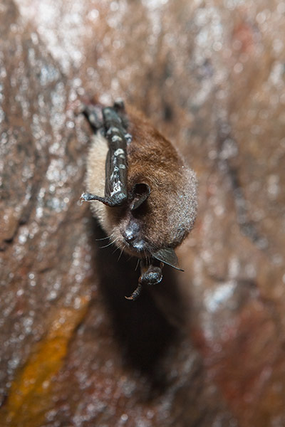 Week in wildlife: little brown myotis bat 