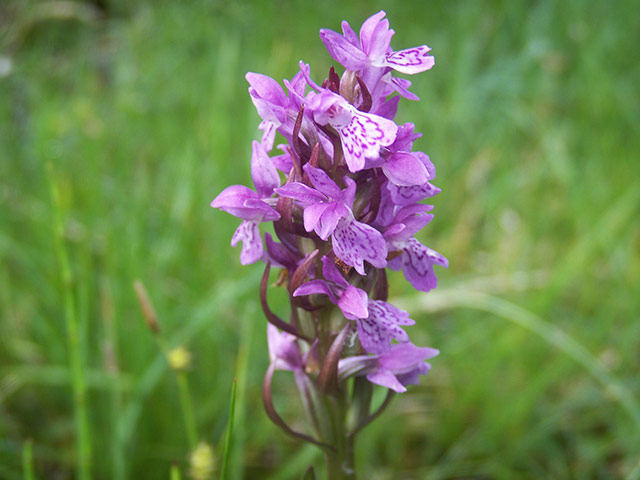 Week in wildlife: European common marsh orchids, Dactylorhiza traunsteineri