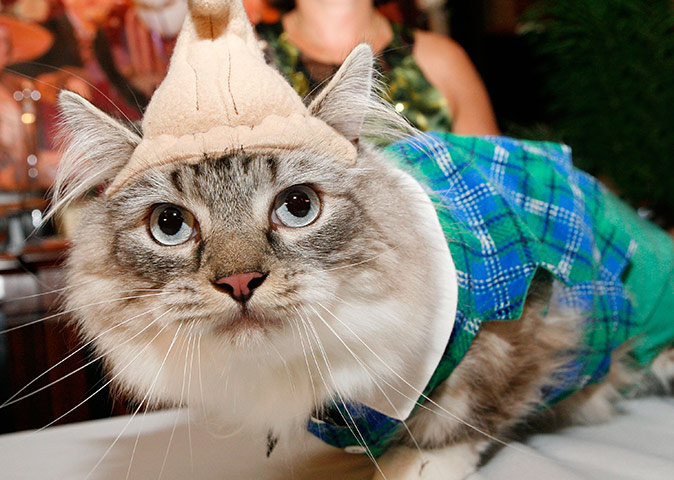 Algonquin Cat Party: Algonquin Cat Party