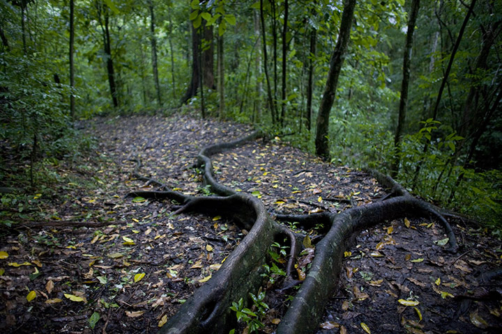 week in wildlife: Roots of a tree are seen in the forest of the Guatopo national park