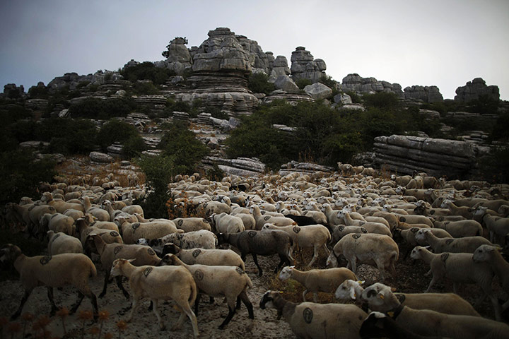 24 hours: Antequera, Spain: A flock of sheep are herded