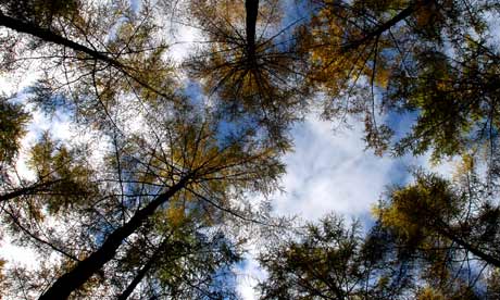 Trees in forest