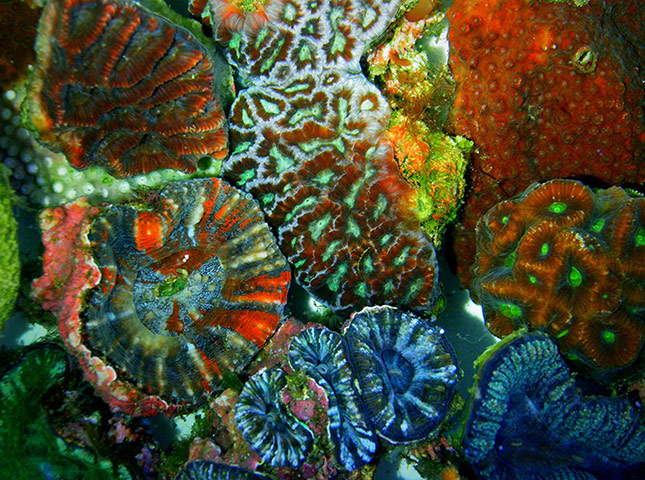 24 Hours in Pictures: Vividly fluorescent coral found in waters off Lord Howe Island