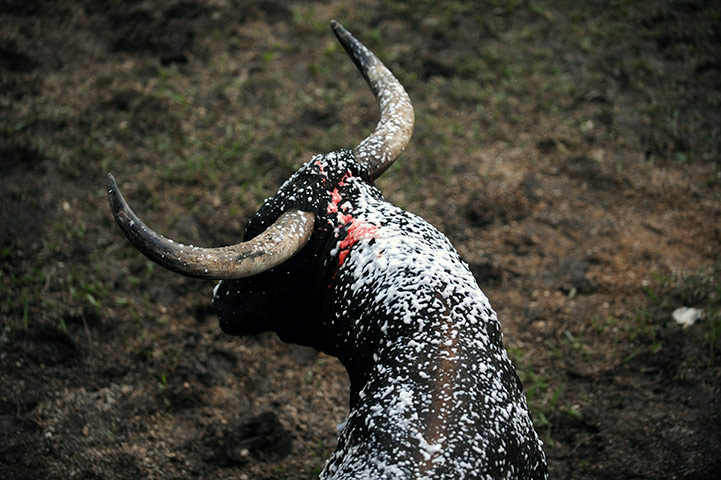 24 hours in pictures: A bull during a Corraleja in Colombia