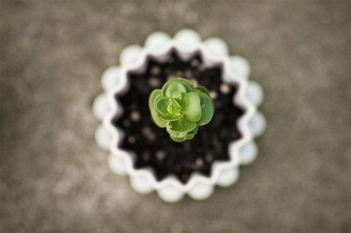 Blipfoto: seoul365: rooftop pot