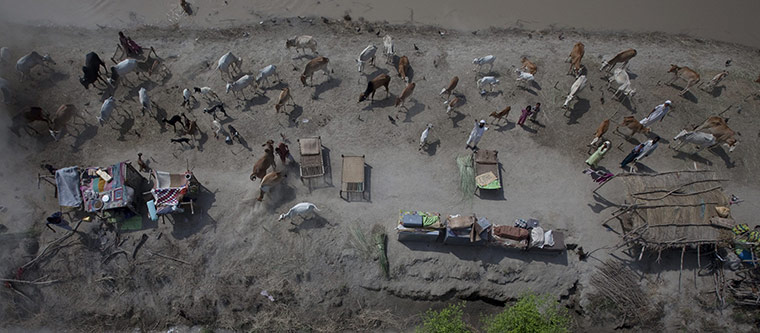 Pakistan flood survivors: Flood victims taking refuge on a levy wait for relief supplies