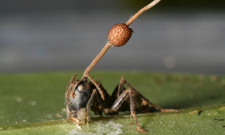 carpenter ant and fungus