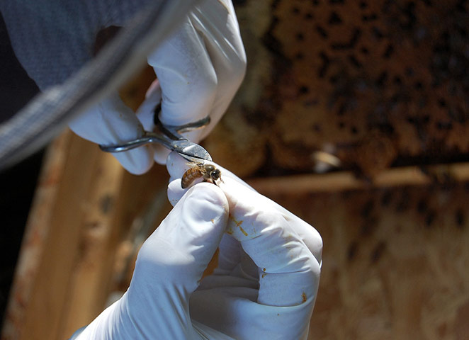 Matthew Price pet: Matthew Price camera club pet assignment