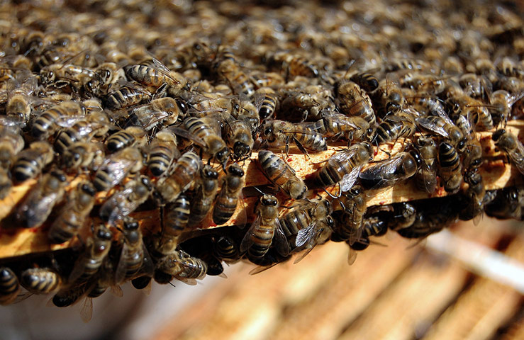 Matthew Price pet: Matthew Price camera club pet assignment