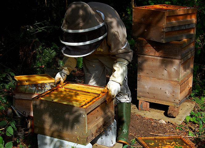 Matthew Price pet: Matthew Price camera club pet assignment