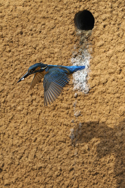 Kingfisher Hotel: Kingfishers in Cambridgeshire hosted by Natural England