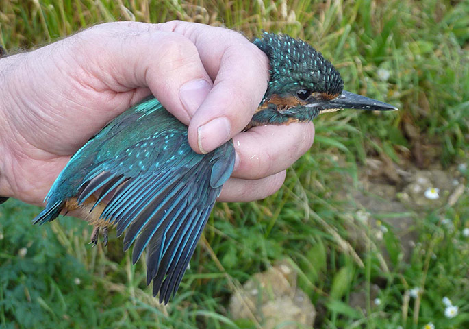 Kingfisher Hotel: Kingfishers in Cambridgeshire hosted by Natural England