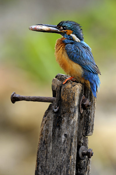 Kingfisher Hotel: Kingfishers in Cambridgeshire hosted by Natural England