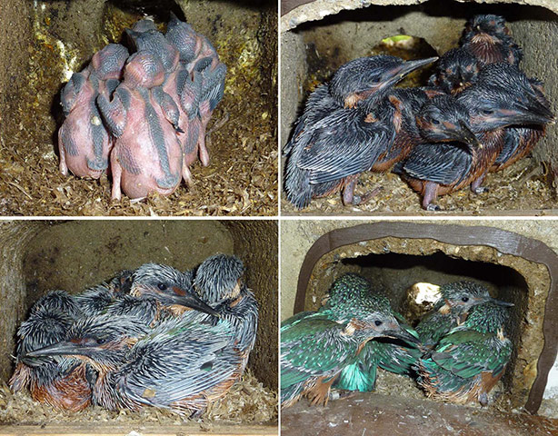 Kingfisher Hotel: Kingfishers in Cambridgeshire hosted by Natural England