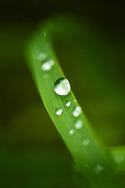 24 hours in pictures: Rain drops collect on a blade of grass