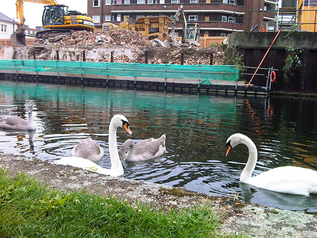 show and tell: Erdem: swans