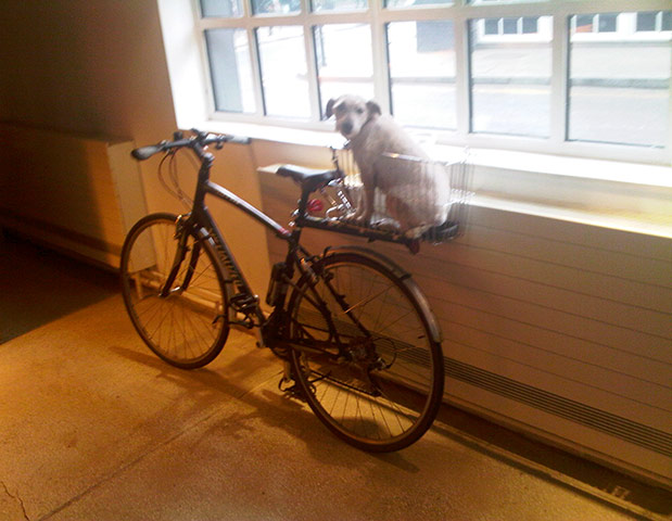 show and tell: Erdem: bike with dog in basket
