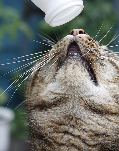 Guardian Camera Club: Anja Klemensek participates in the pet photography monthly assignment