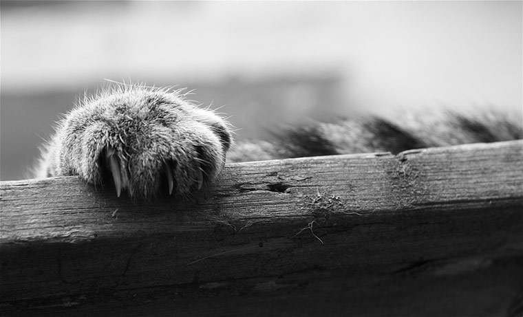 Guardian Camera Club: Anja Klemensek participates in the pet photography monthly assignment