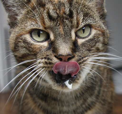 Guardian Camera Club: Anja Klemensek participates in the pet photography monthly assignment