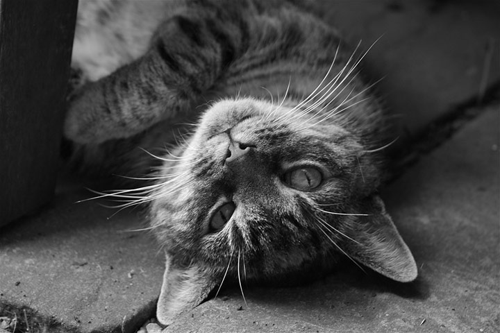 Guardian Camera Club: Anja Klemensek participates in the pet photography monthly assignment