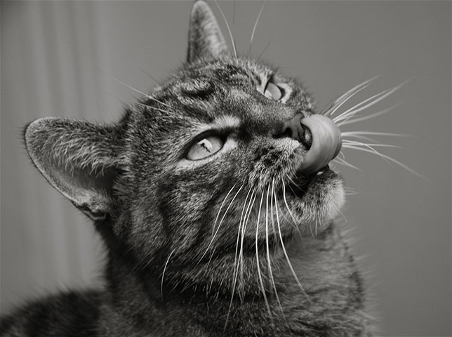 Guardian Camera Club: Anja Klemensek participates in the pet photography monthly assignment