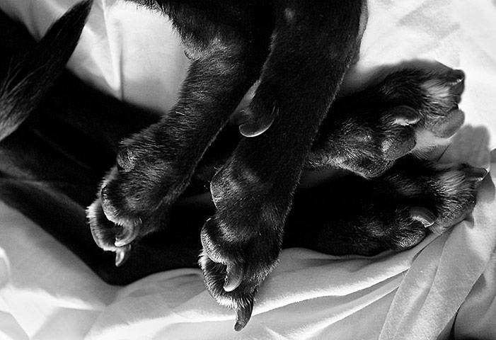 Guardian Camera Club: Maxine Moss participates in the pet photography monthly assignment