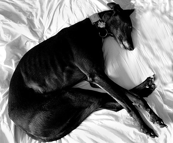 Guardian Camera Club: Maxine Moss participates in the pet photography monthly assignment