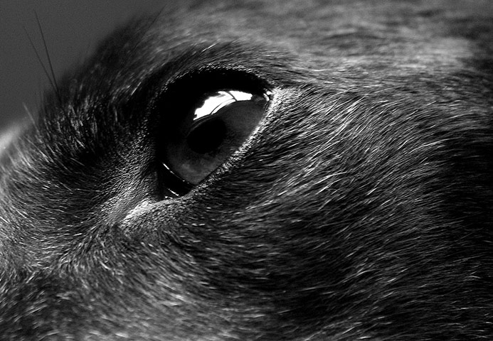 Guardian Camera Club: Maxine Moss participates in the pet photography monthly assignment