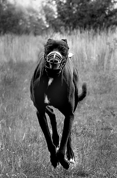 Guardian Camera Club: Maxine Moss participates in the pet photography monthly assignment