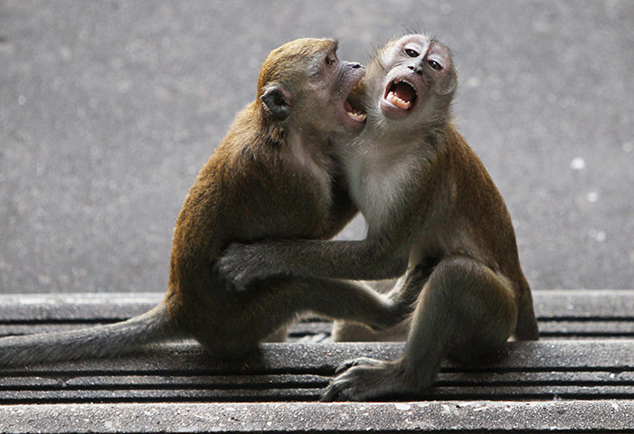 24 hours in pictures: wo long tailed-macaque monkeys play on the steps at the Batu Cave, Malaysia