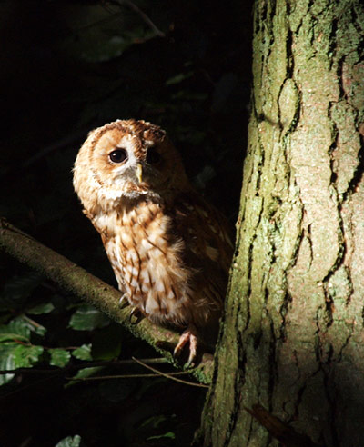 In pictures: night: Night owl