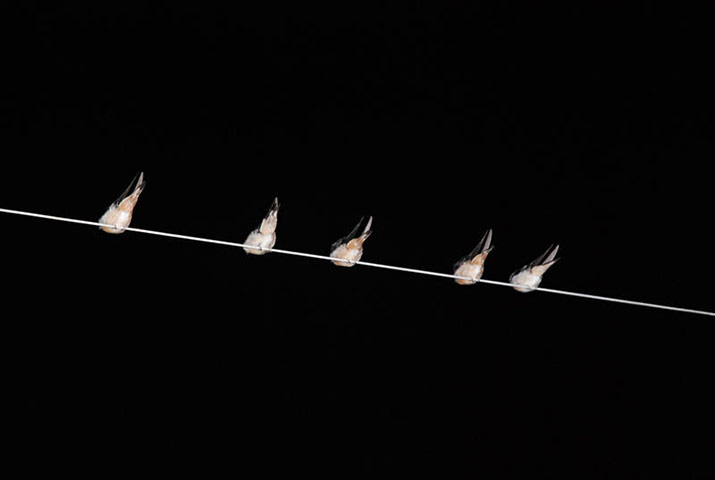 In pictures: night: birds resting on a power line