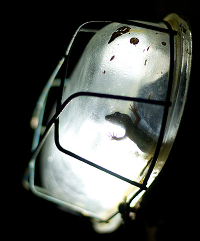 In pictures: night: Lizard