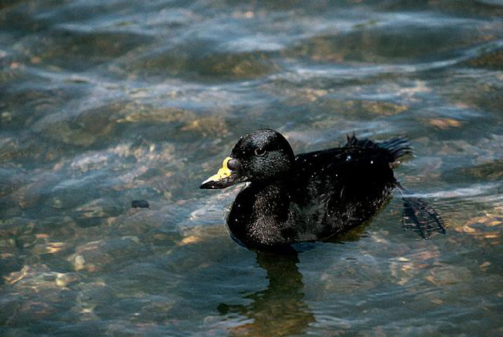 Natura 2000 network: A Common Scoter
