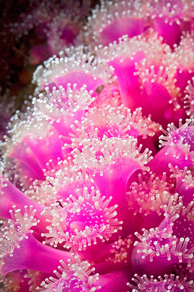 Natura 2000 network:  Jewel anemones