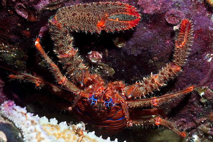 Natura 2000 network: squat lobster