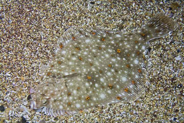 Natura 2000 network: plaice